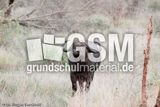 Afrikanischer Büffel (5 von 102).jpg